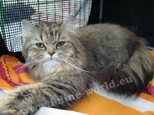 maine_coon_16 (Race)